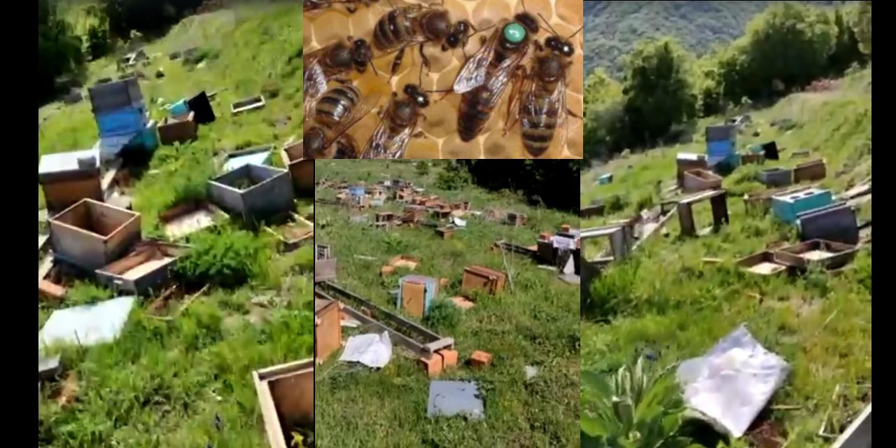 Arılara insan saldırısı: 4 milyon arıyı öldürüp ana arıları çaldılar