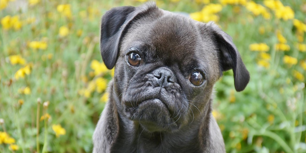 Pug cinsi köpeklerin sağlık sorunu yaşama riski araştırıldı