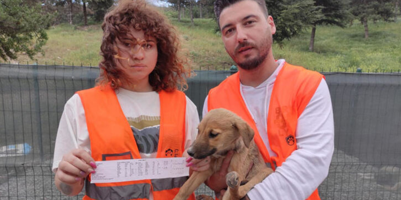 Barınakta 9 yavru köpeği zehirlediler, ikisi öldü