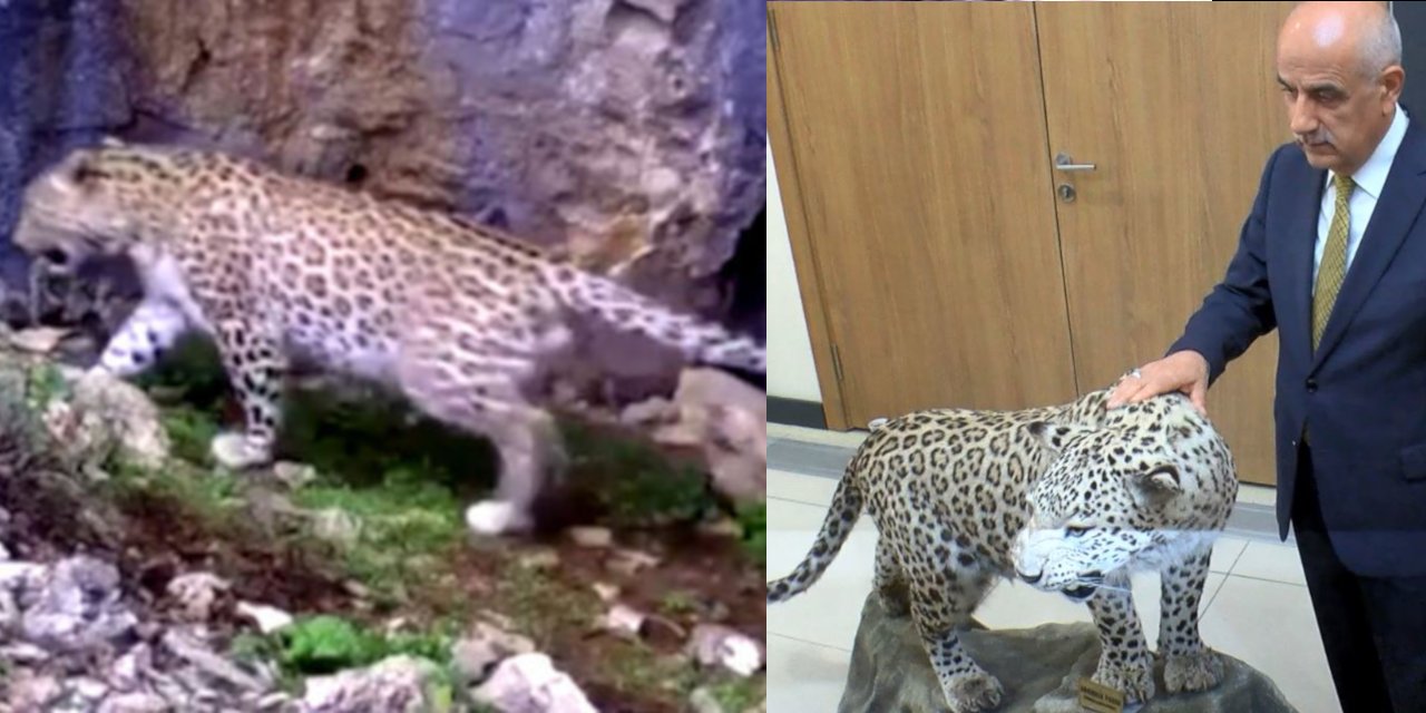Bakan Kirişci: Yeniden görülen Anadolu leoparının sayısı artırılmalı