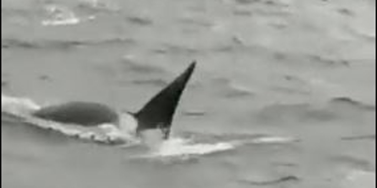 Seine Nehri'nde mahsur kalan balina için seferberlik: Hoparlörlü drone'dan balina sesi yayılacak