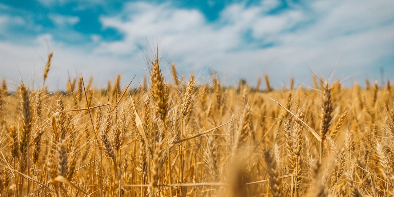 Buğday, arpa ve mısır ithalatına yüzde 130'luk gümrük vergisi