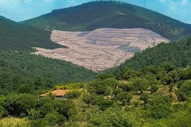 Kazdağları'nda 350 bin ağacı kesen şirketin izni iptal edildi, verilen bir yıllık süre şüphe uyandırdı