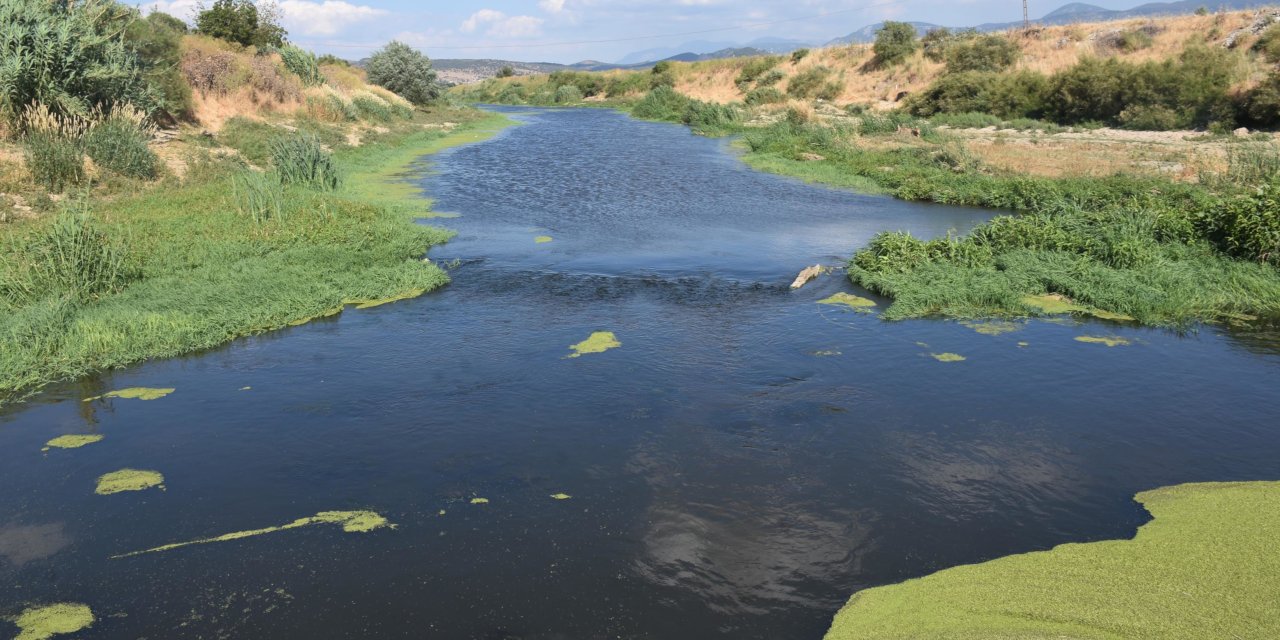 Tarım arazilerinin sulandığı Gediz Nehri'nde kirlilik: Hayvanlar zehirleniyor