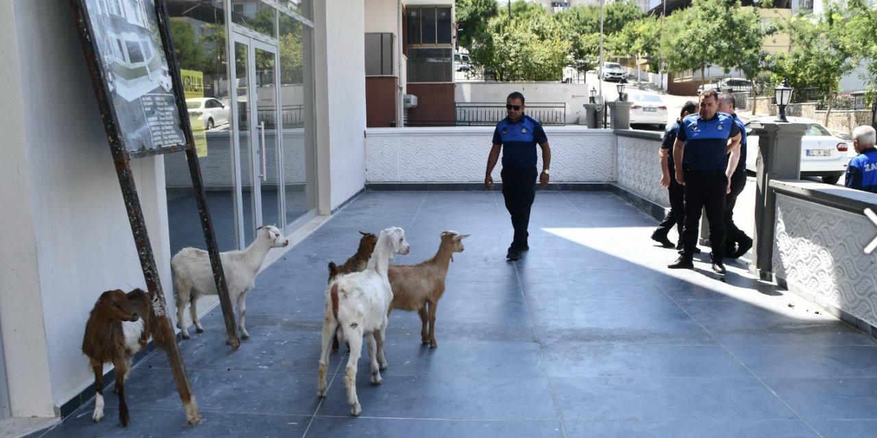 Söke'de sokaklarda gezen keçilere operasyon