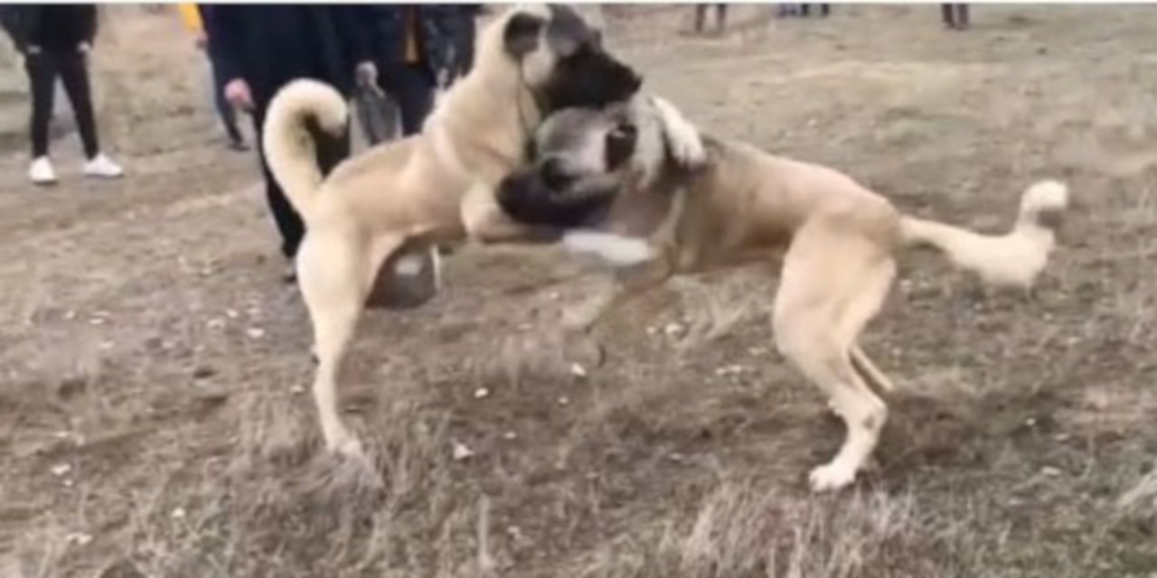 Kanlı bahis: Kangal dövüşü görüntüleri artıyor