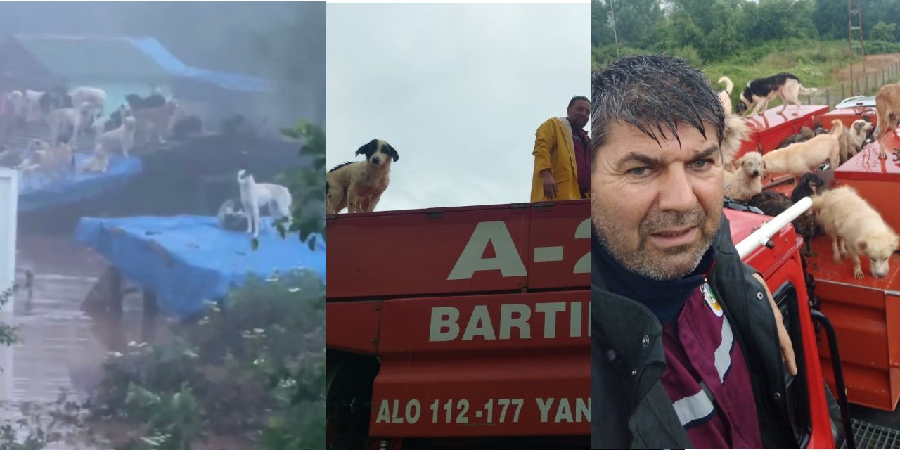 Bartın'da selde 56 köpek öldü: Barınak sahibine 434 bin TL ceza