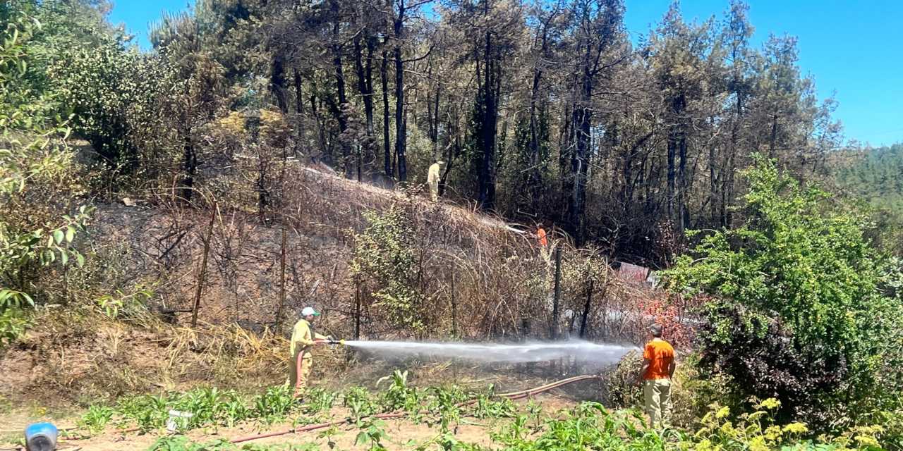 Beykoz'da orman yangını söndürüldü: 'Felaket olabilirdi'