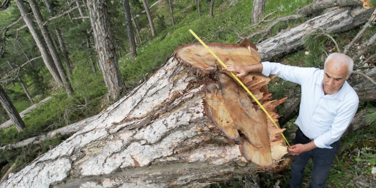 AKP'li vekilden anıt ağaçları kesen Orman İşletmesi'ne tepki: Hesabı sorulacak