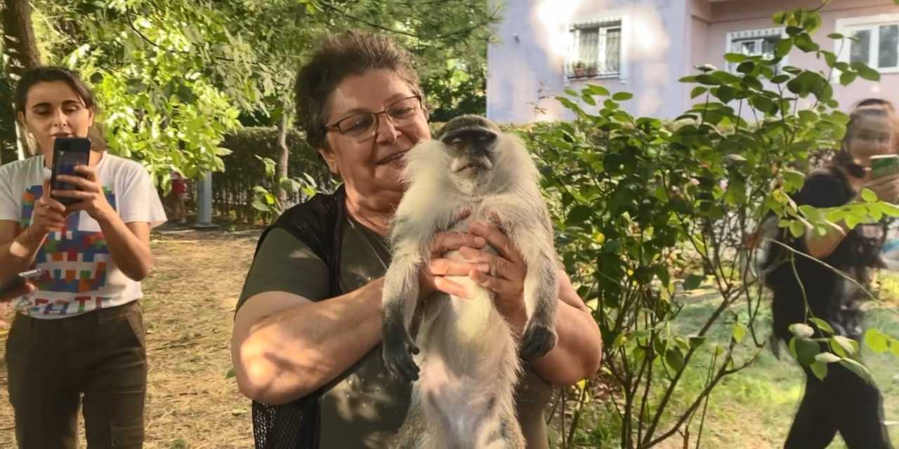 Bağcılar'da maymun şaşkınlığı: Mahalleli muz atarak yakalamaya çalıştı