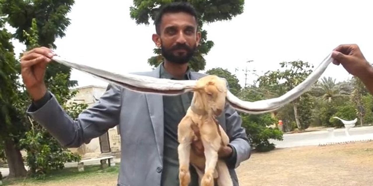 Uzun kulaklı keçi Simba Pakistan'ın yeni medya yıldızı oldu