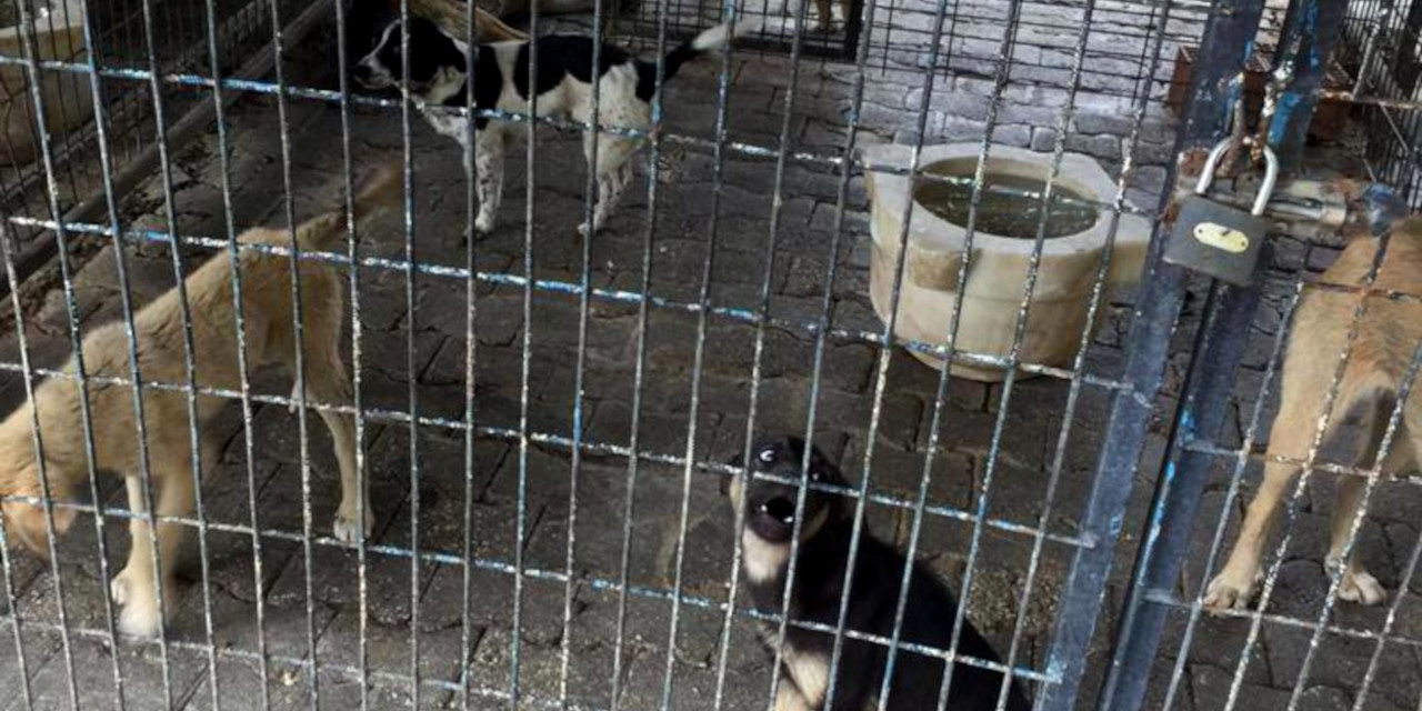 İzmir'de yüzlerce köpeğin ilaç enjekte edilerek öldürüldüğü iddia edildi