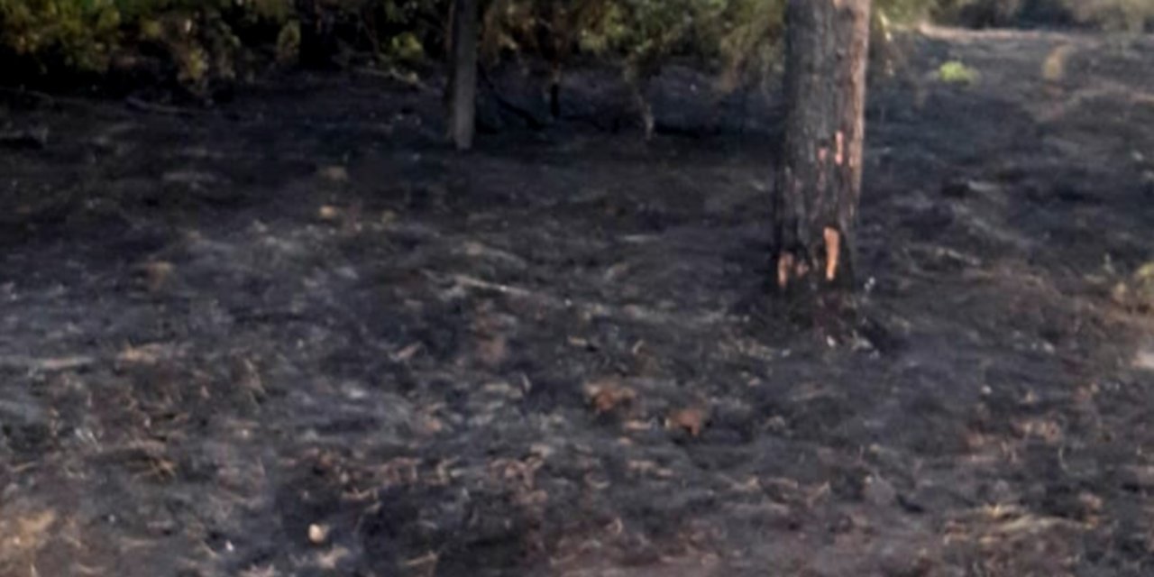 Datça'da orman yangını sigara izmaritinden çıkmış