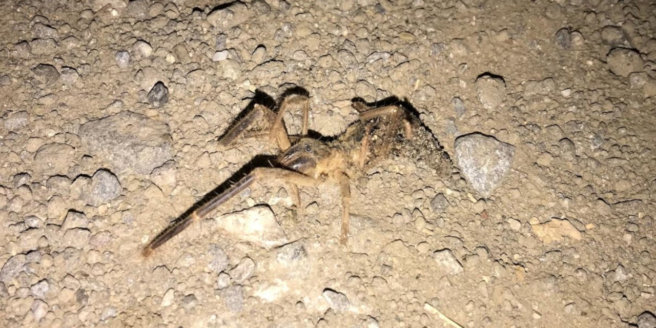 Kayseri'de 'Sarıkız' cinsi örümcek tedirginliği