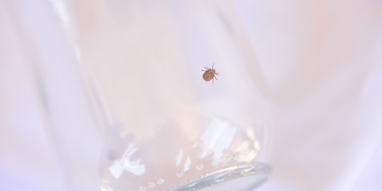 Sağlık Bakanlığı'ndan kene açıklaması