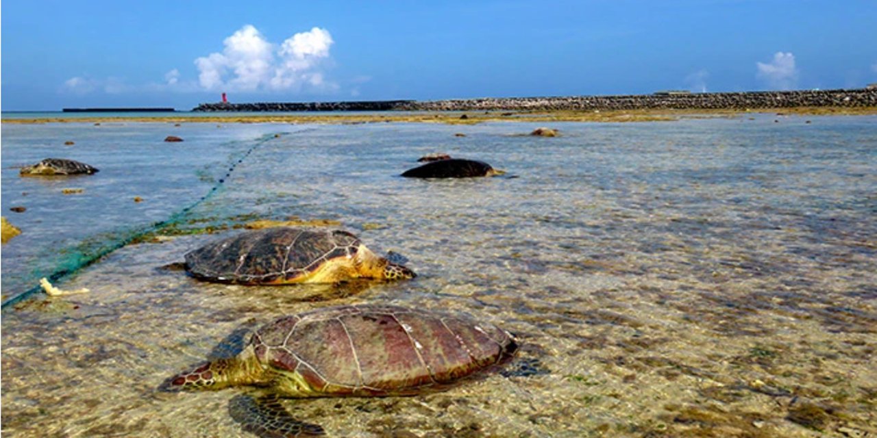 Japonya'da 30 deniz kaplumbağası 'boğazları kesilmiş' halde bulundu