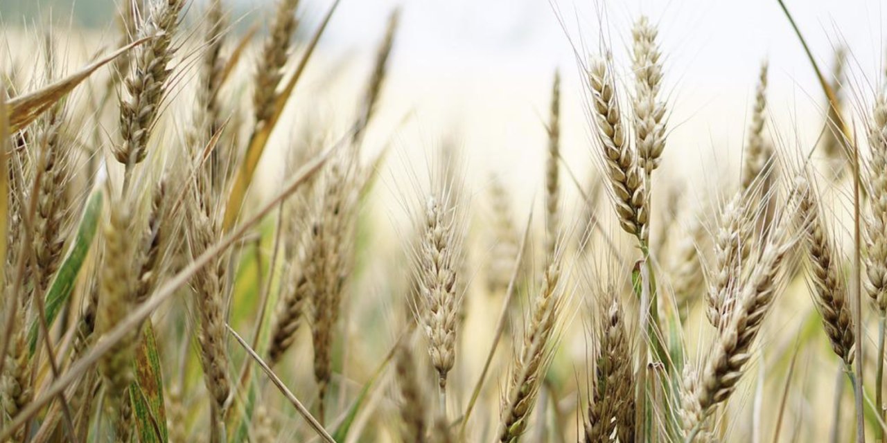 Çiftçilere buğday için 1 TL, arpa için 0,50 TL prim desteği ödenecek