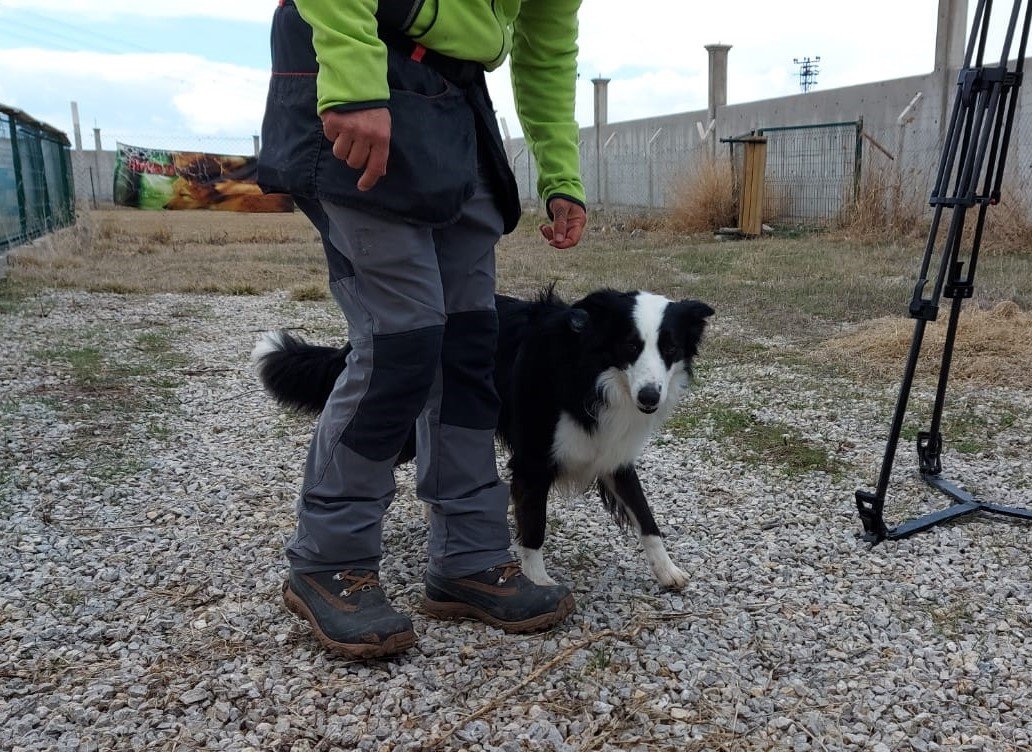 Türkiye’nin ilk koronavirüs dedektör köpeği Zippo görev başında