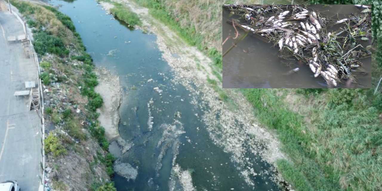 Alibeyköy Deresi'nde toplu balık ölümleri