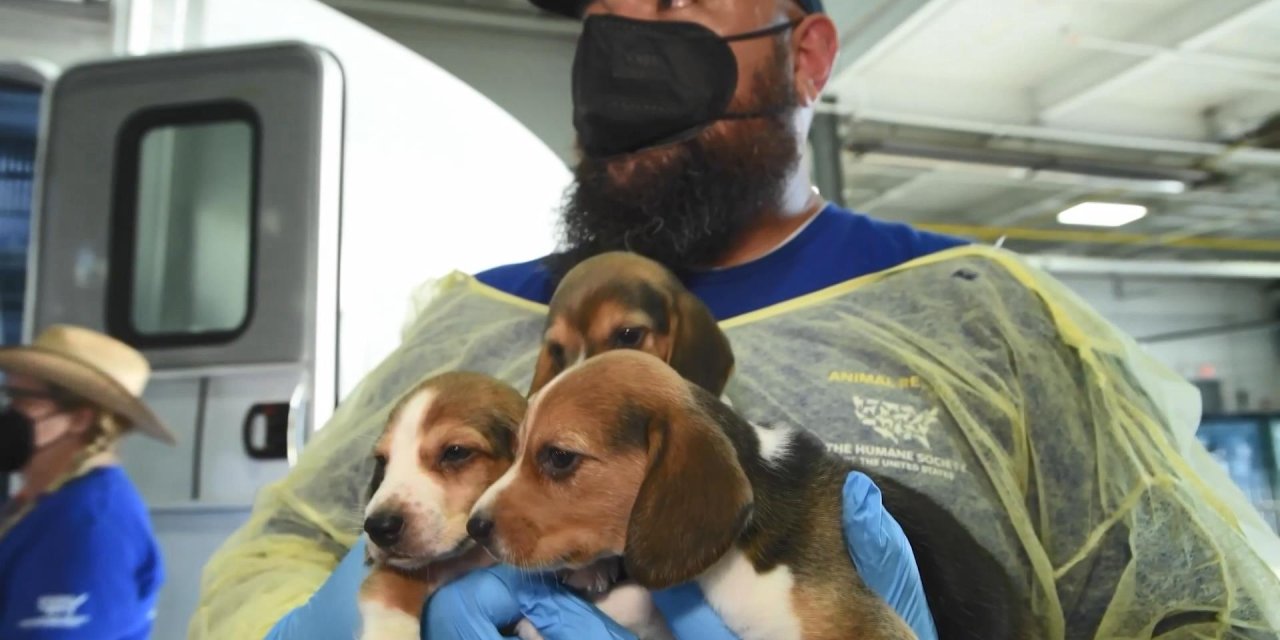 4 bin köpek, deney için laboratuvara satılmak üzereyken kurtarıldı