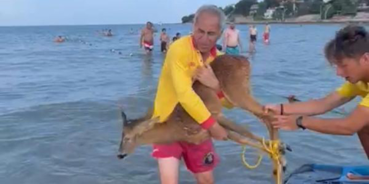 Yavru geyik deniz keyfi yaparken mahsur kaldı: Jet ski ile kurtarıldı