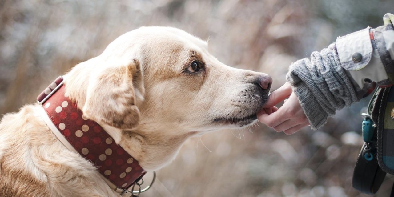 DSÖ duyurdu: İnsandan köpeğe maymun çiçeği bulaştı