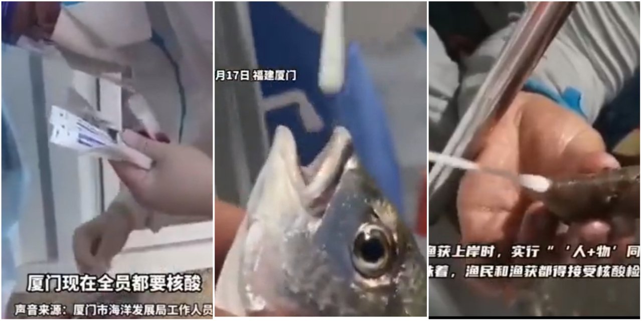 Çin'de balıklara da Covid testi yapılması dalga konusu oldu