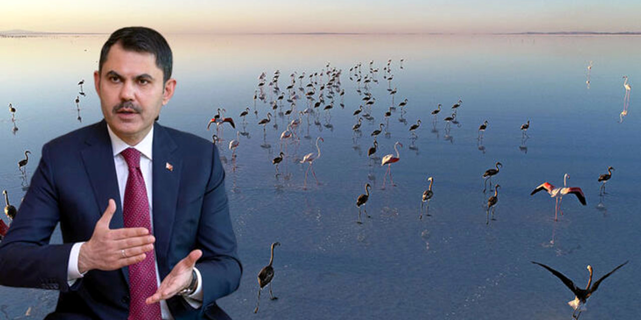 Bakan Kurum: Flamingolar kurtuldu, göçe hazırlanıyor