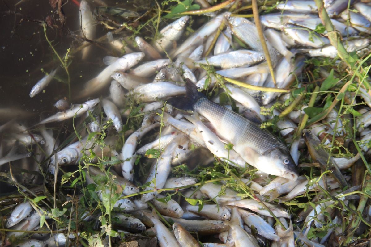 Oder Nehri'nden yaklaşık 200 ton ölü balık toplandı