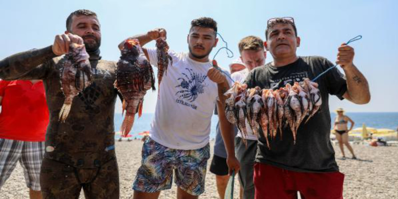Akdeniz'de 'aslan' avı: Önce tuttular sonra yediler