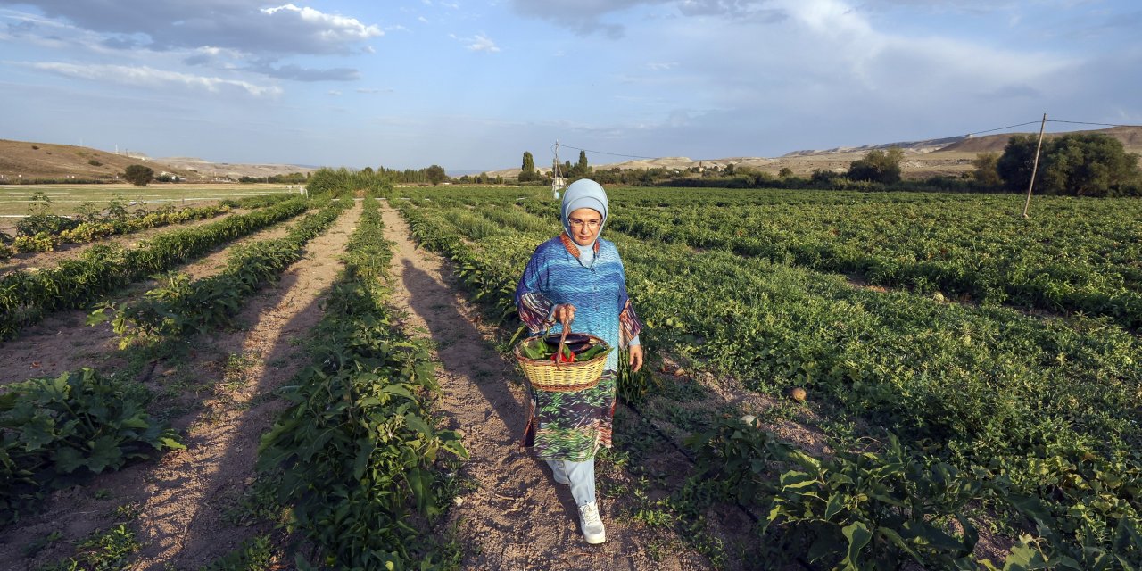Emine Erdoğan, kadın çiftçilerle domates topladı