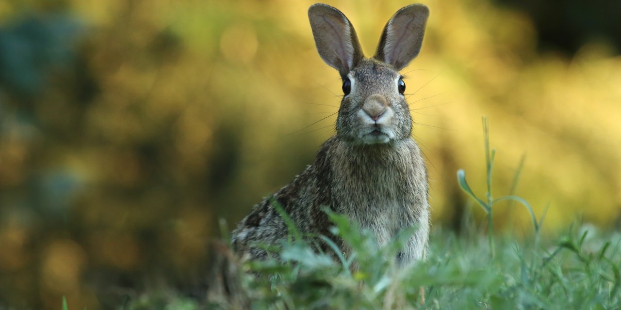 Araştırma: 24 İngiliz tavşanı tarihin en büyük biyolojik istilasını gerçekleştirdi