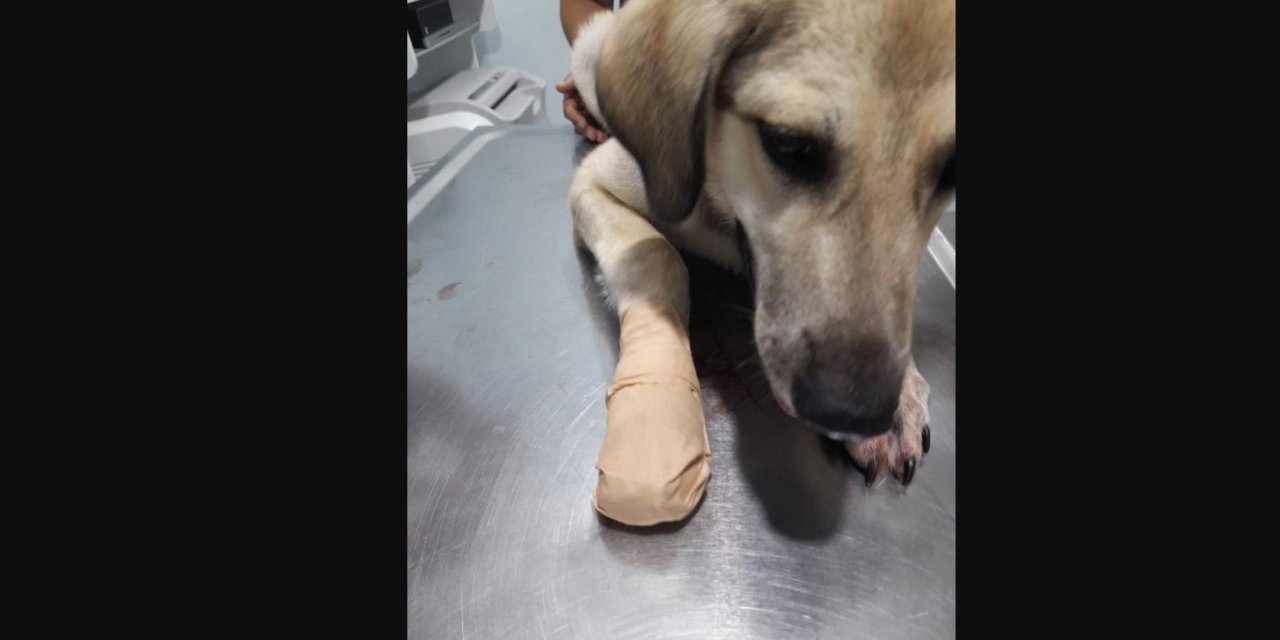 Bekçi, sokak köpeğini bacağından vurdu