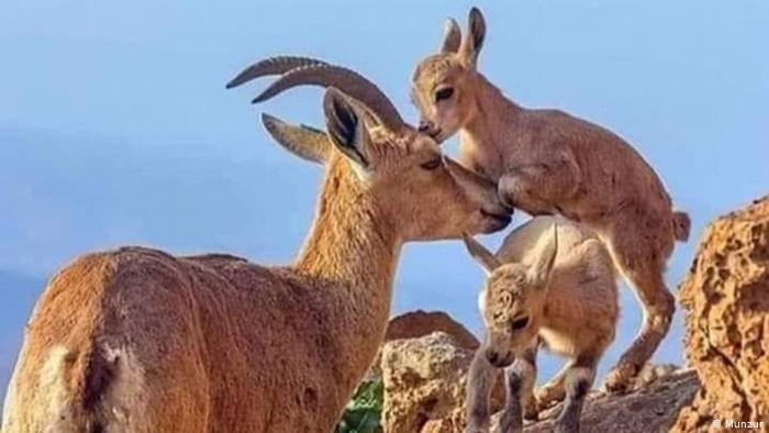 Tunceli’de koruma altındaki dağ keçilerini katlettiler