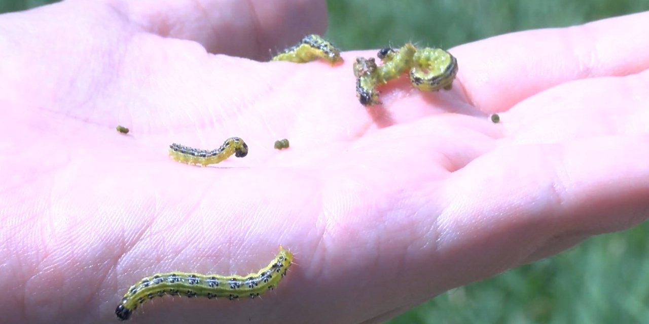 Çayır tırtılları İstanbul'da tarla bulamayınca parklara indi