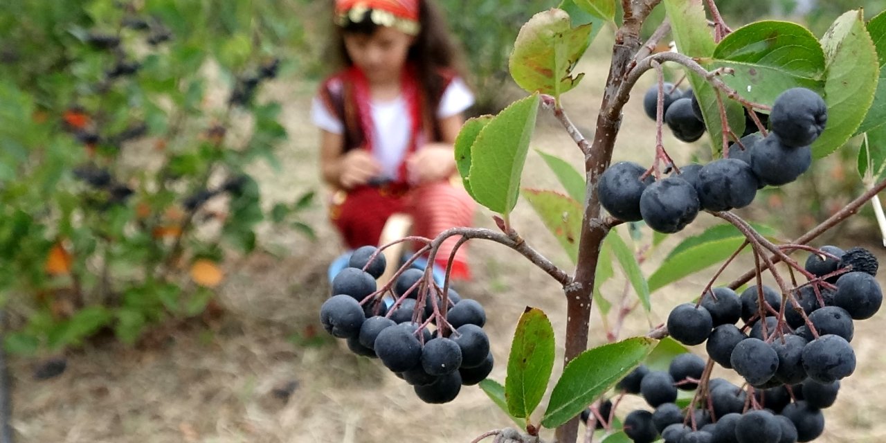 Karadeniz'in yeni meyvesi aronya için hasat zamanı