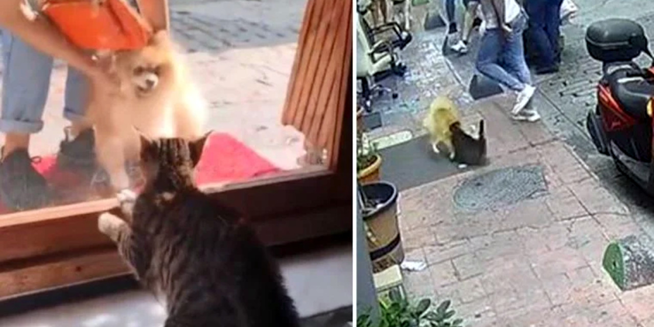 Beyoğlu'nda 'Panter' yoldan geçen köpeklere saldırdı: Araya giren esnaf kediyi sakinleştirdi