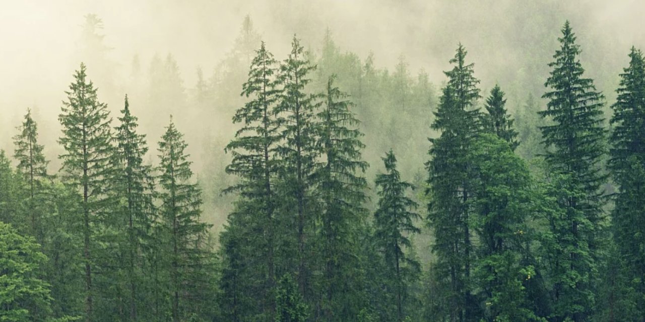 Türkiye Barolar Birliği'nden dava: 'Mesire alanları' neden 'orman parklarına' döndü?