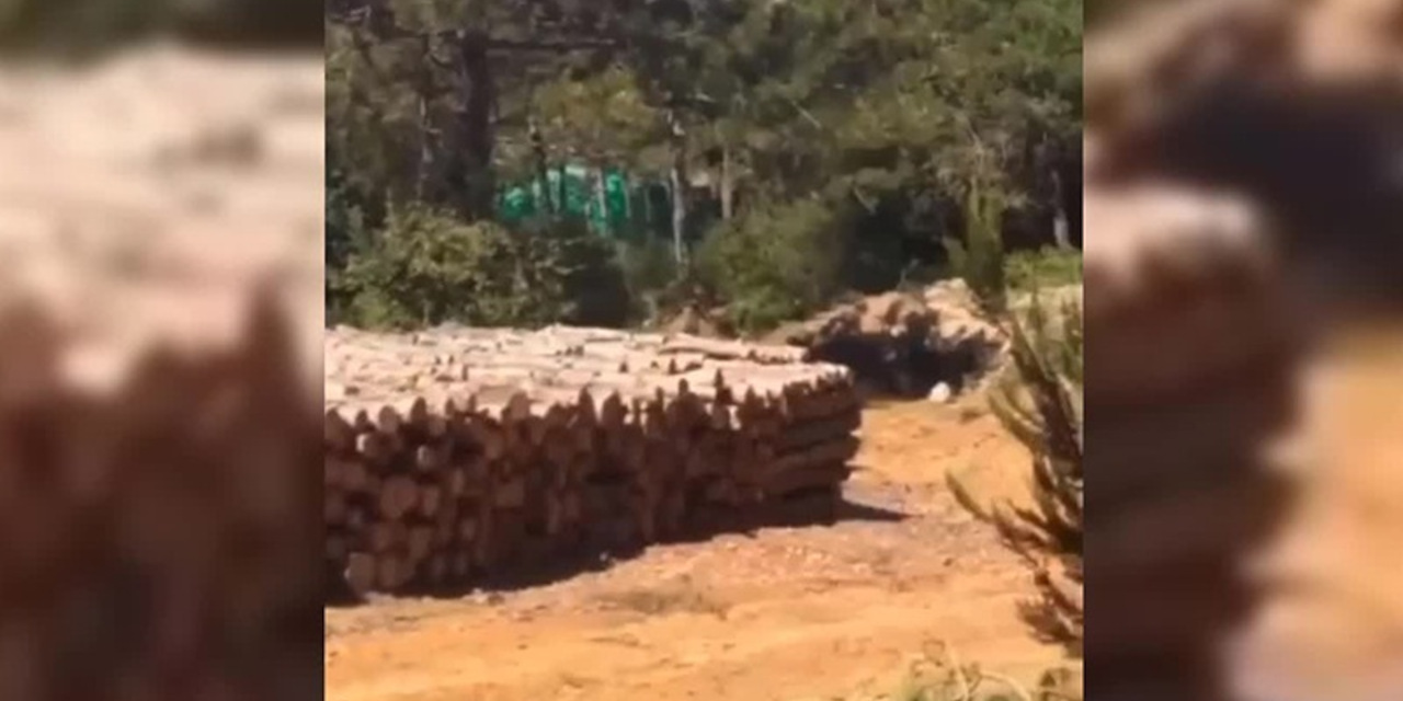 Maltepe’de yüzlerce ağacın 'özel tesis’ yapmak için kesildiği iddia edildi
