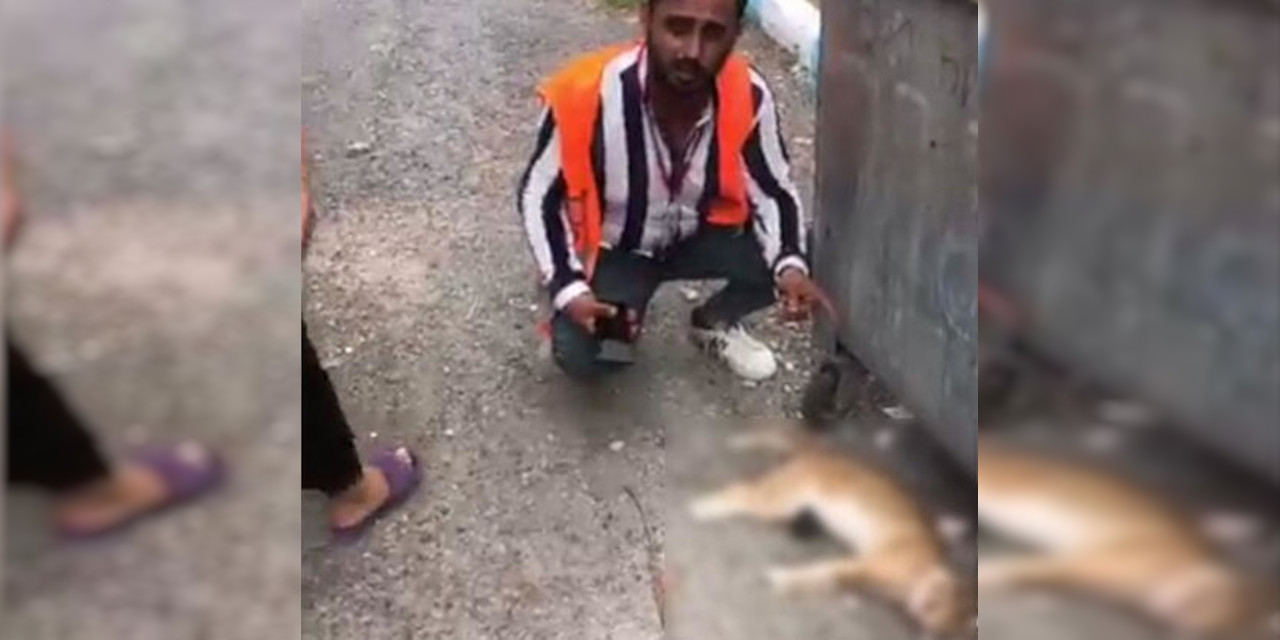 Hatay'da sokak hayvanlarının zehirlendiği iddia edildi