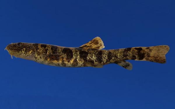 Van Gölü'nde inci kefalinden sonra ikinci balık türü tescillendi: Küçük mercan