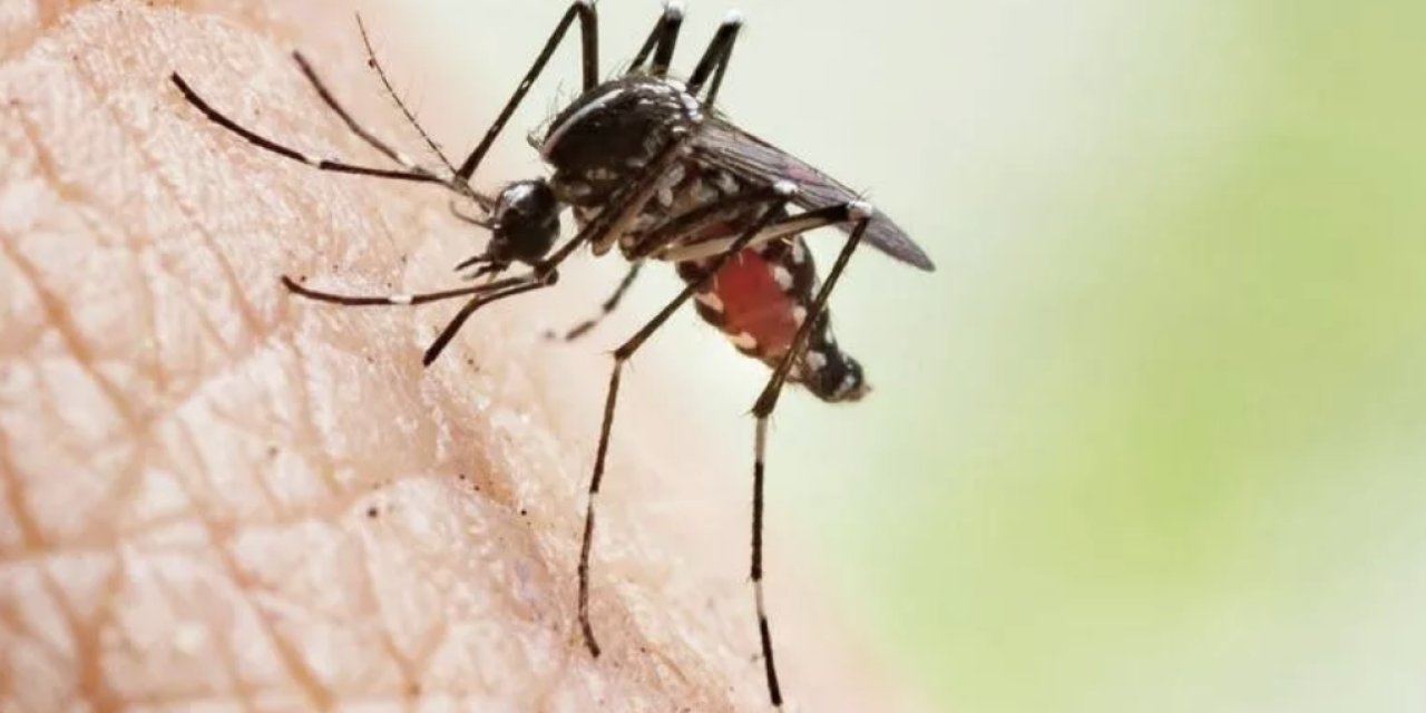 Sağlık Bakanlığı'ndan sivrisinek rehberi: Sineklik, cibinlik, uzun kol