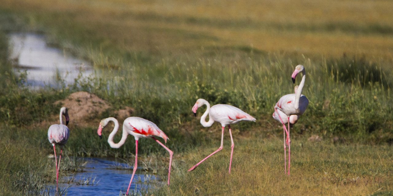 Flamingo katilleri para cezasıyla kurtuldu