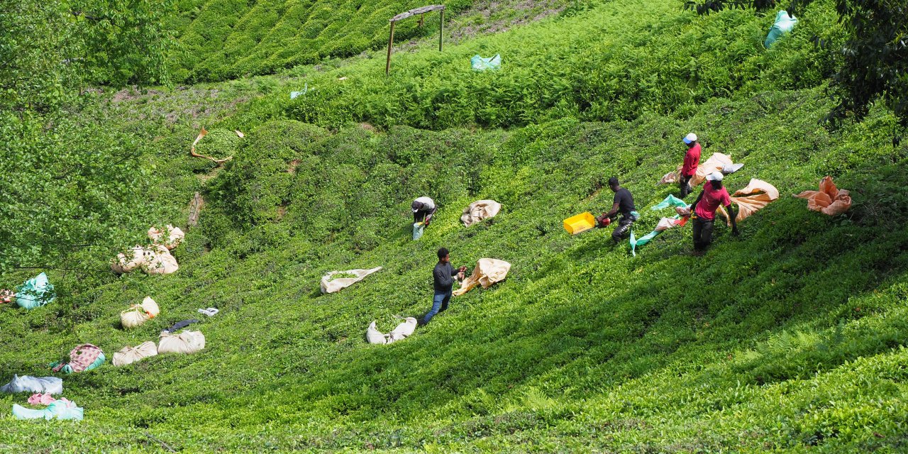 Çay üretimi küresel ısınmanın tehdidi altında