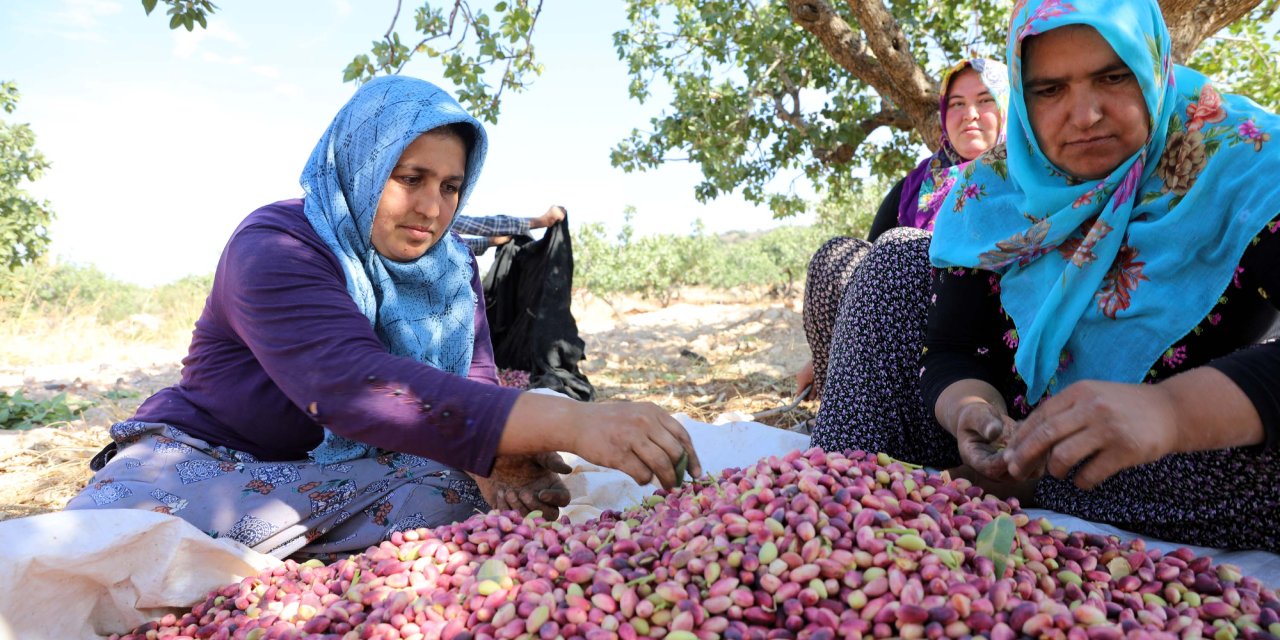 Kuraklık ve soğuk vurdu: Antep fıstığında rekolte düştü