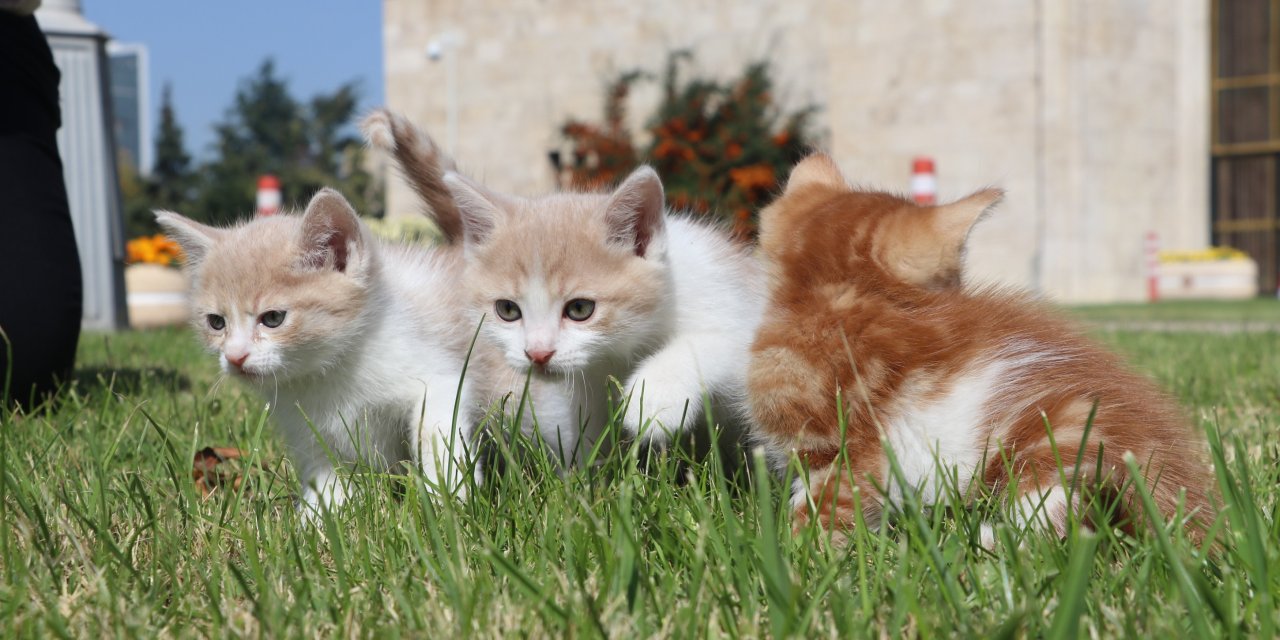 Meclis, 55 sokak kedisine ev sahipliği yapıyor: Onlar bizim afacanlarımız