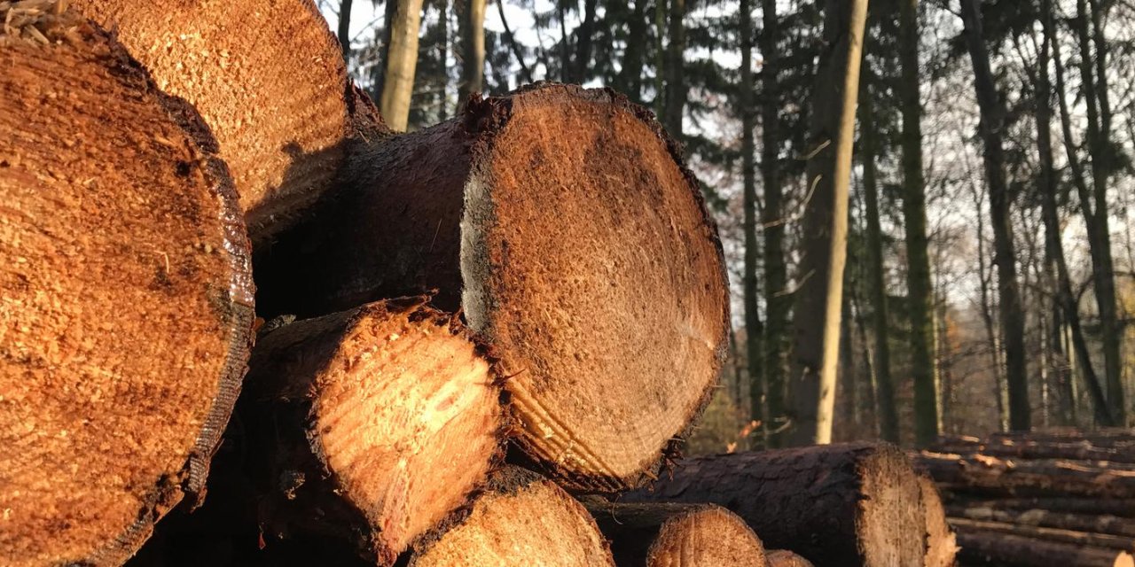 Almanya'da enerji krizi: Odun hırsızlığı artıyor