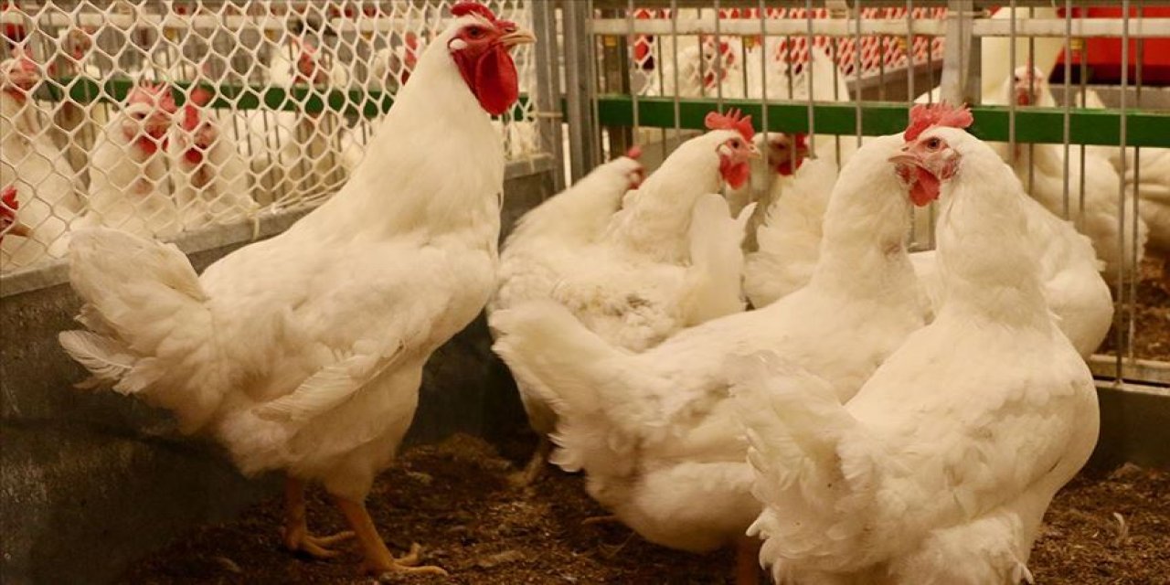 Tavuklara kötü haber: 2025 sonuna kadar sıkışacaklar