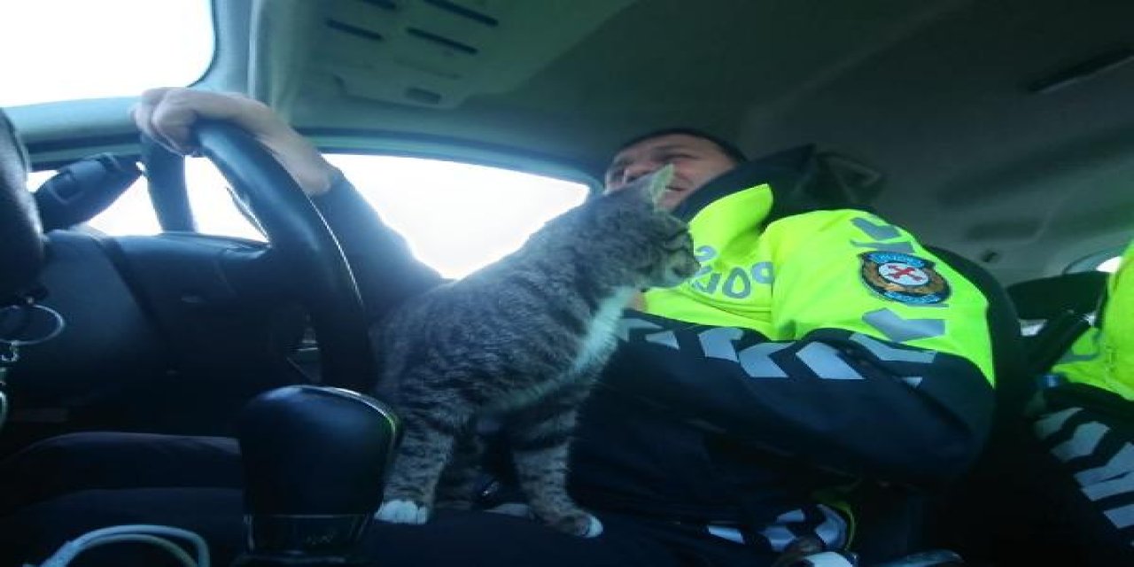 Kedi, köpeklerden kurtulmak için polis aracına sığındı