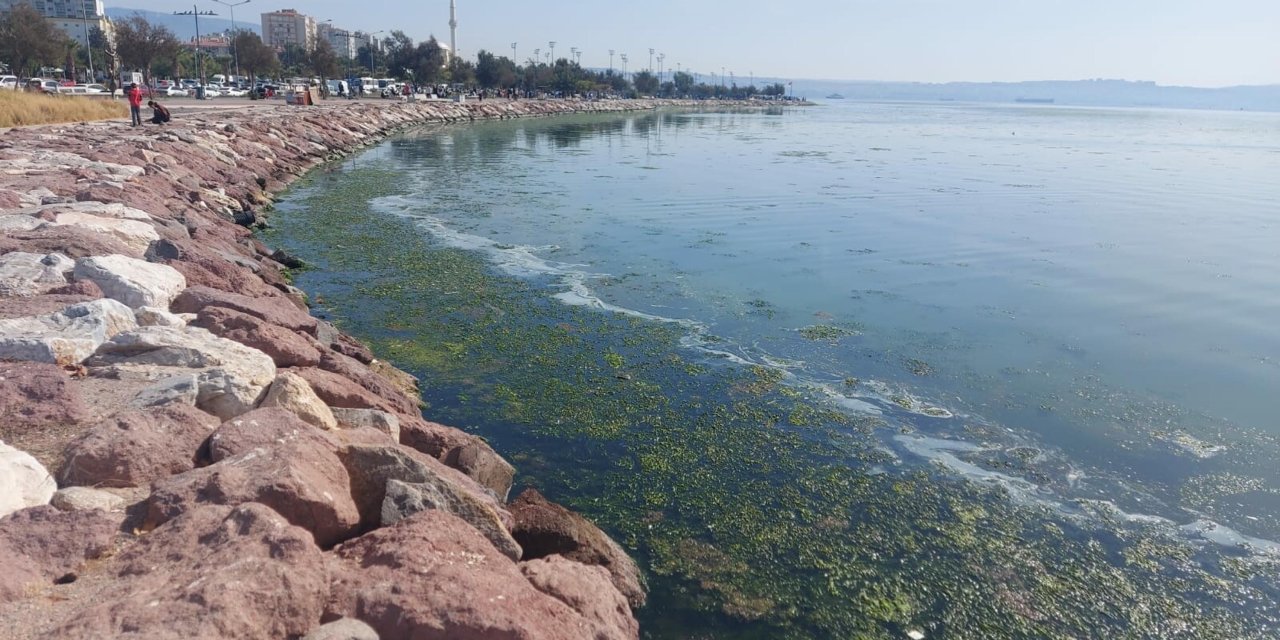 Müsilaja benziyor: İzmir'de sahilleri 'deniz marulu' kapladı